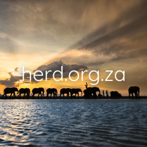 Elephant walk-by (Digital)