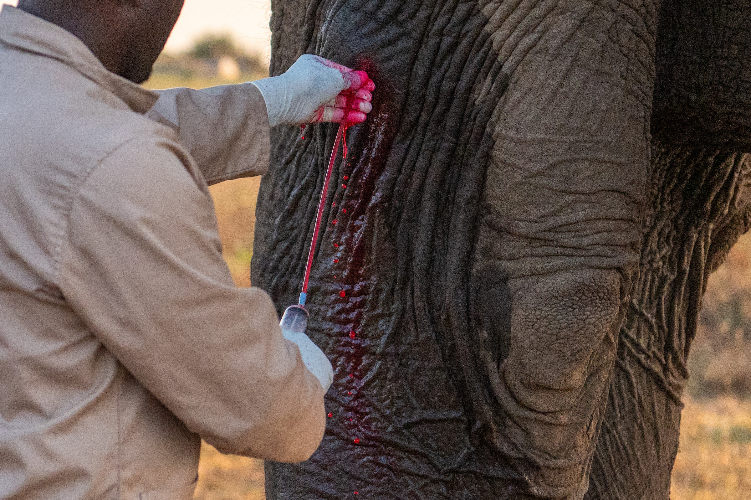 Big Wish: Wound Care for Elephants