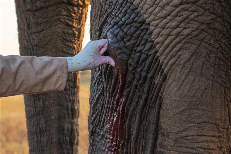Big Wish: Wound Care for Elephants - Image 2