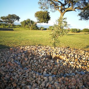 Big Wish: Tree Project: One Tree at a Time