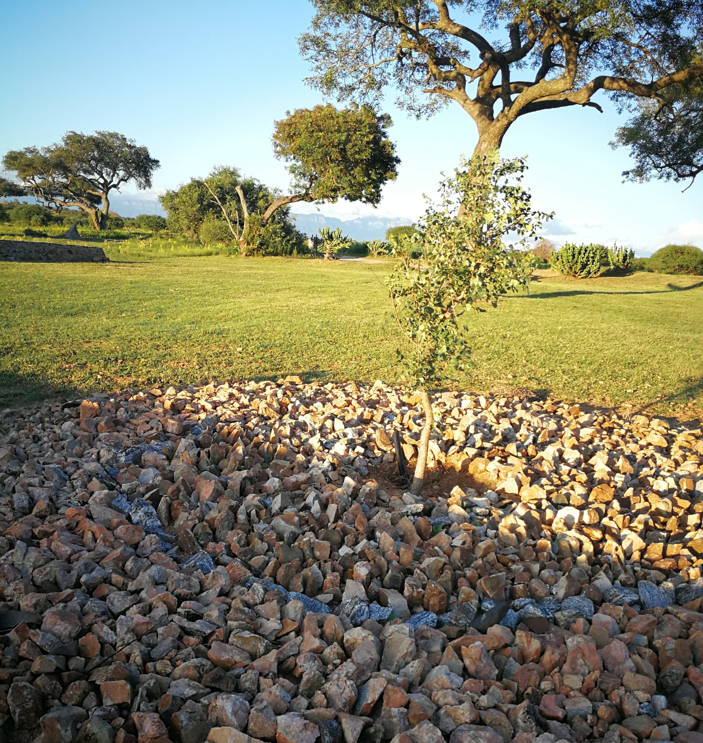 Tree Project: One Tree at a Time