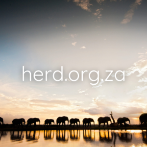 Elephants at a blue sunset (Digital)