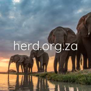 Elephants at the dam (Digital)