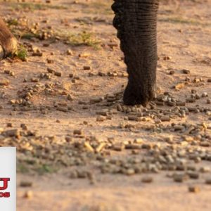 Elephant Feed: Alzu Game Pellets (25 x 40kg bags for 1 week)