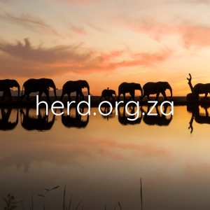 Elephant Sunset (Digital)