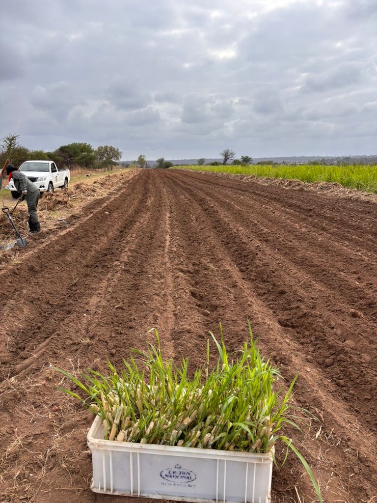 Project Bana Grass - Mammoth Feast Facilitator Donor Tier - Image 2
