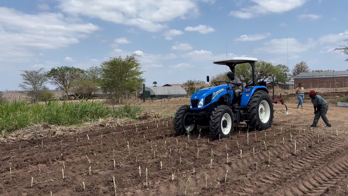 Project Bana Grass - Mammoth Feast Facilitator Donor Tier