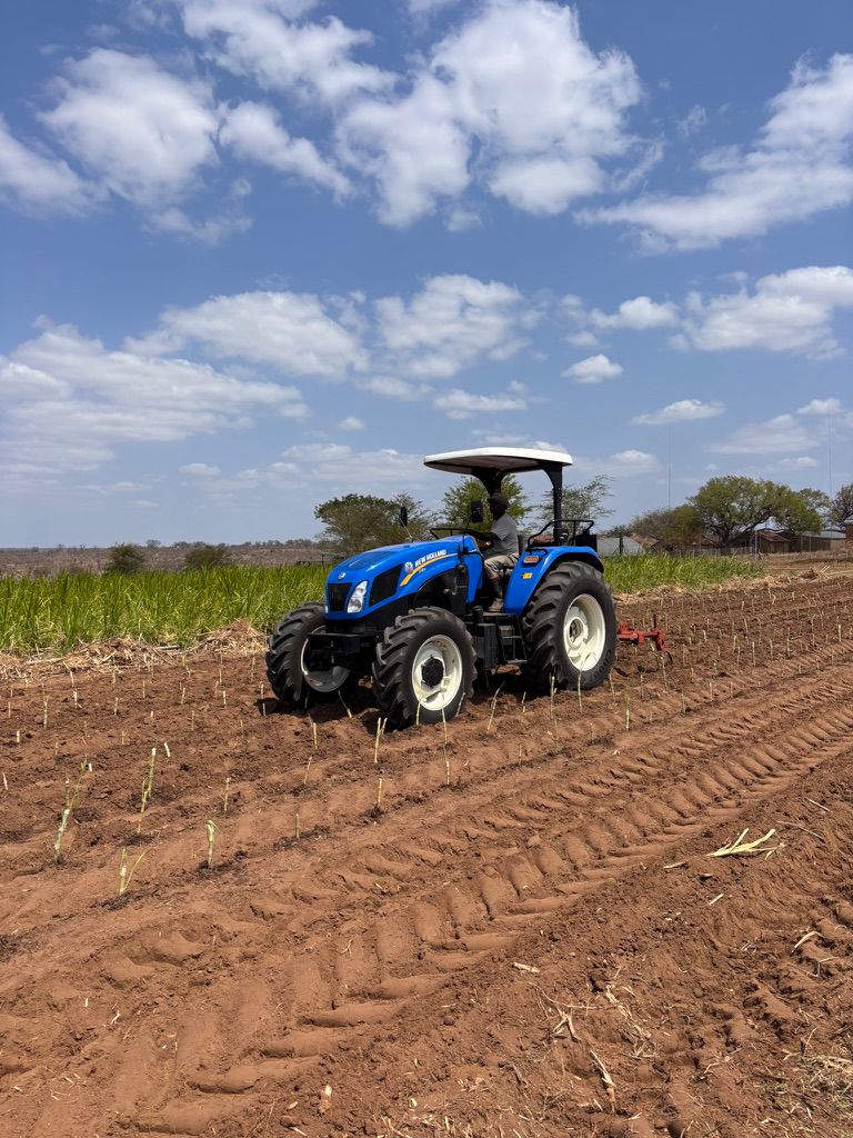 Project Bana Grass - Tusk Treat Giver Donor Tier - Image 2