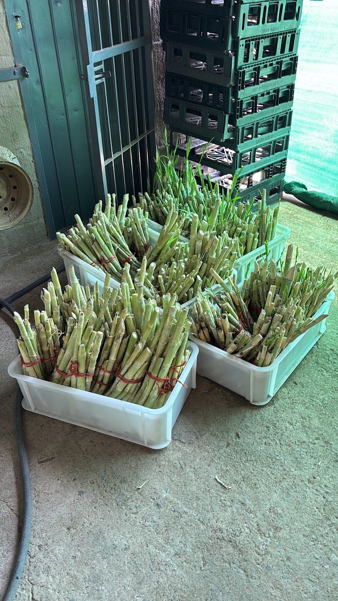 Project Bana Grass - Mammoth Feast Facilitator Donor Tier - Image 4