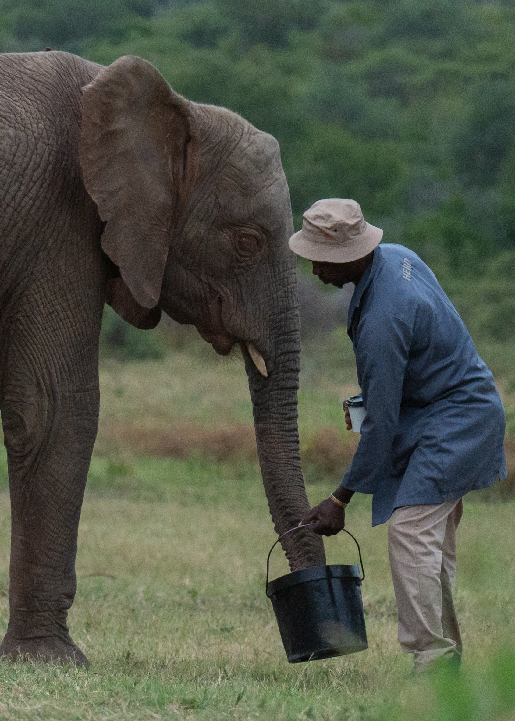 *Big Wish: Elephant Feed – 5kg Sweet Potatoes and Apples