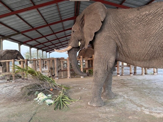 Big Wish: Elephant Feed - Cabbage - Image 3