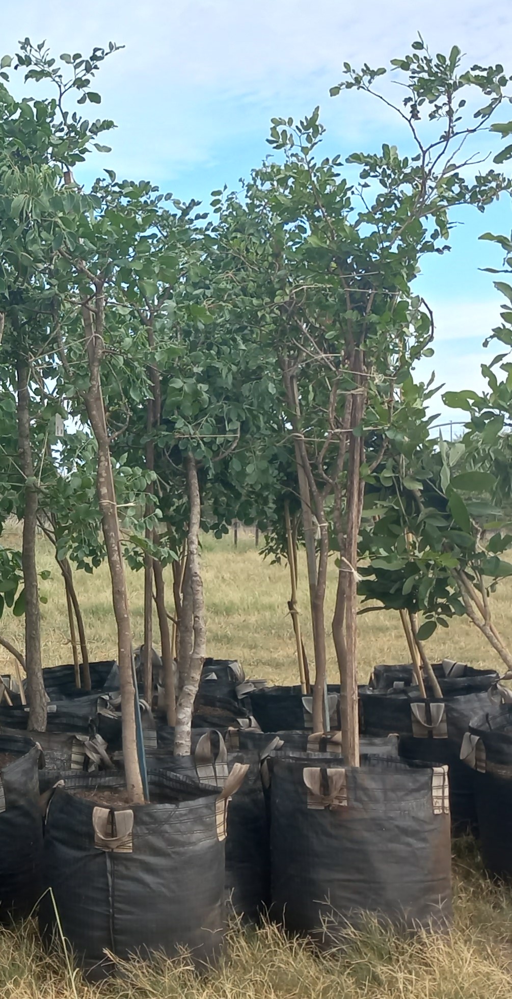 Tree Project: One Tree at a Time - Image 3