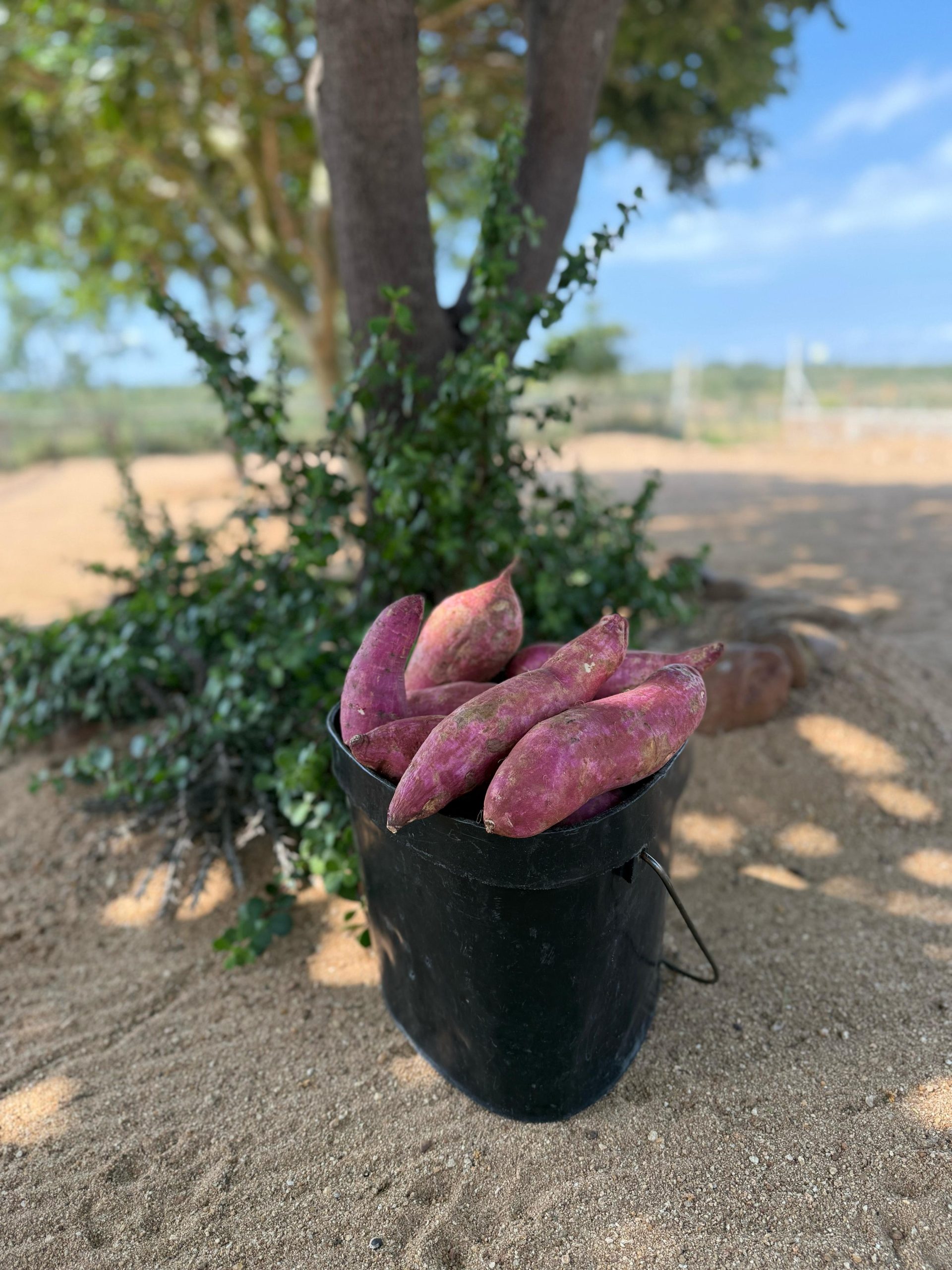 *Big Wish: Elephant Feed – 5kg Sweet Potatoes and Apples - Image 3