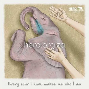 Wisdom 12 - Every Scar (Digital)