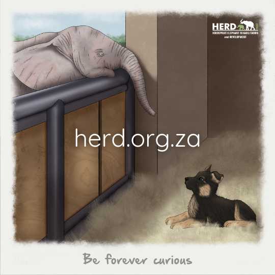 Wisdom 13 - Be Forever Curious (Digital)