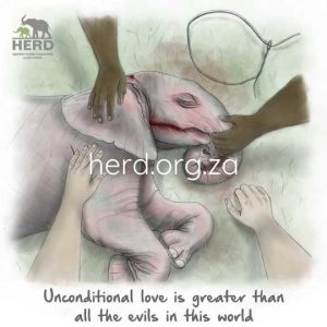 Wisdom 02 - Unconditional Love (Digital)