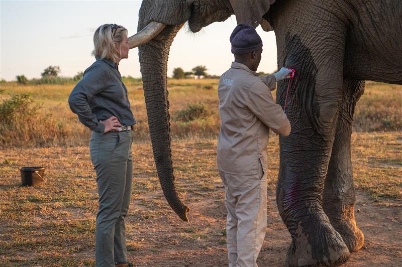 Big Wish: Wound Care for Elephants - Image 3