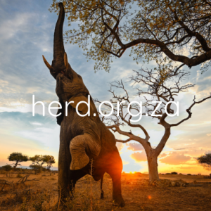 Jabulani at Sunset - by Keith Ladzinski (Digital)