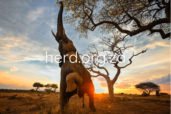 Jabulani at Sunset - by Keith Ladzinski (Digital)