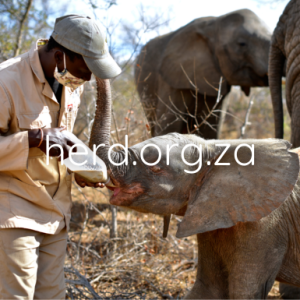 Khanyisa bottle with Herman (Digital)