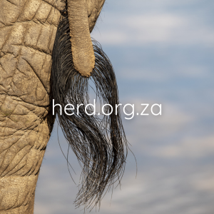 Elephant Tail (Digital)