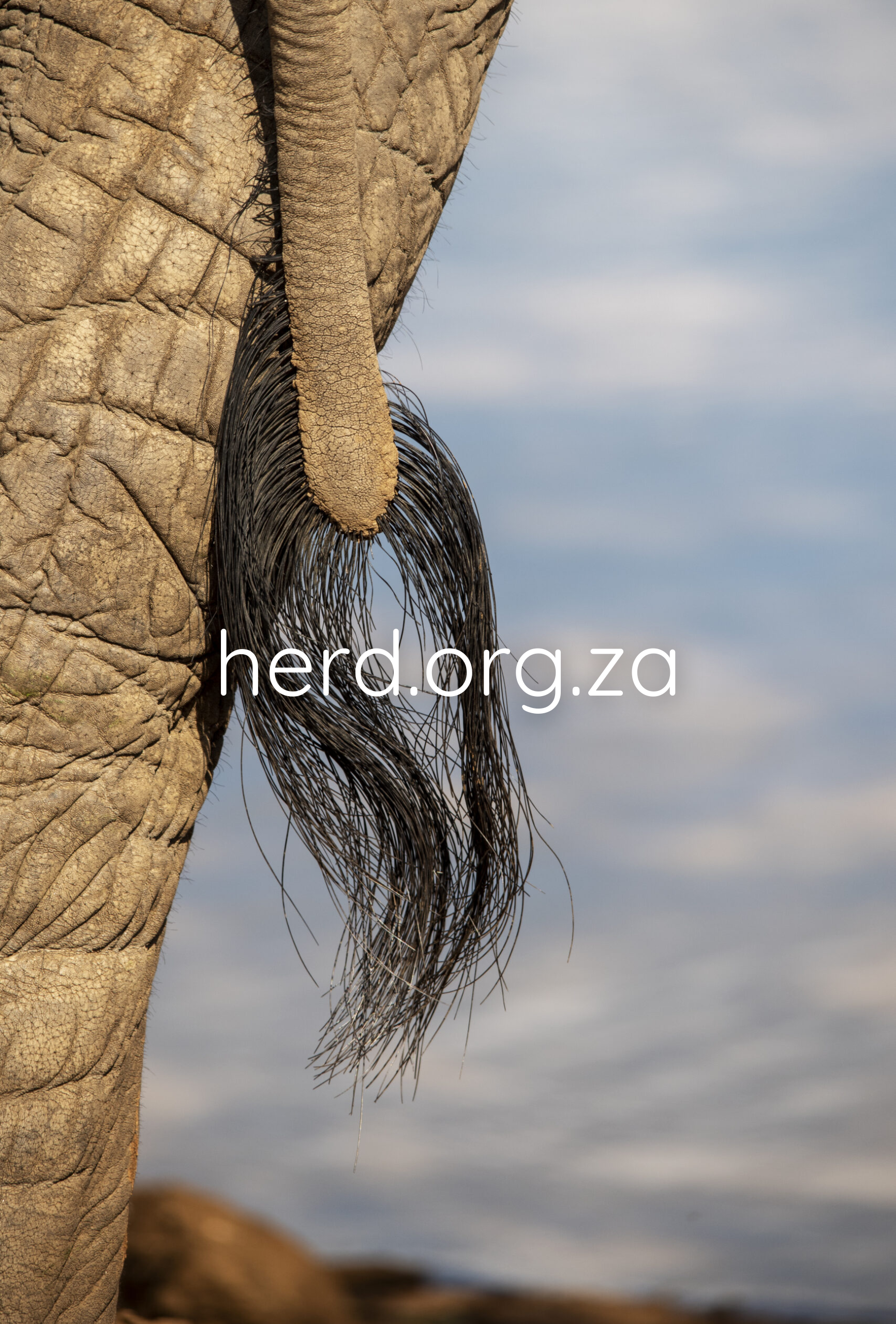 Elephant Tail (Digital)