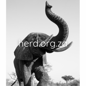 Somopane Trunk Salute - by Simon Needham (Digital)