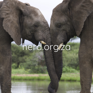 Mambo and Zindoga in 2019 (Digital)