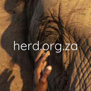 Carer wiping away elephant eye (Digital)