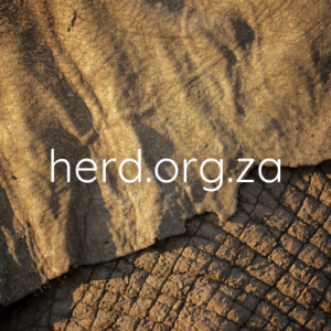 Elephant Ear against skin (Digital)