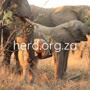 Khanyisa foraging June 2020 (Digital)