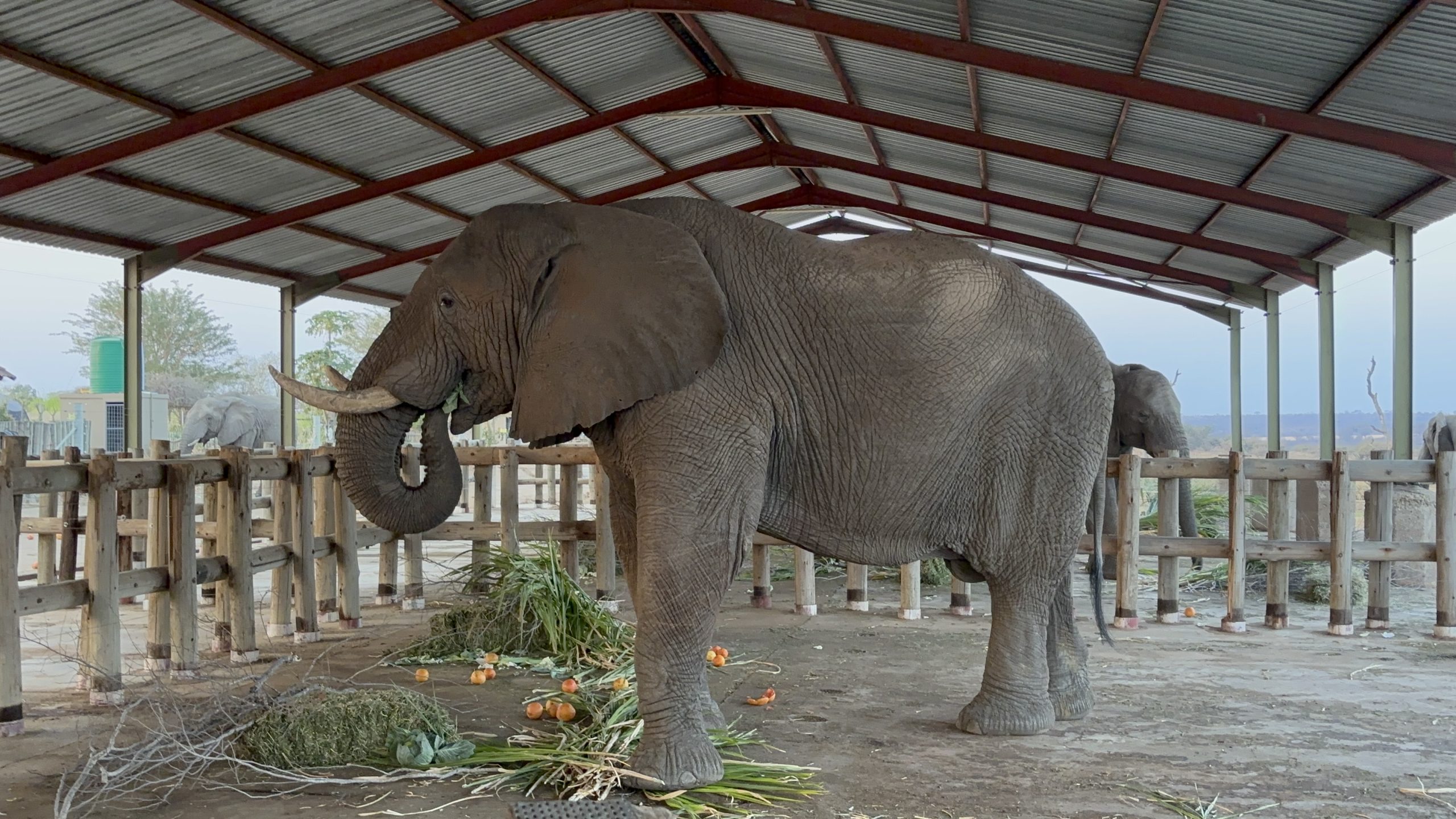 Medical Supplies: Profiblora - 60 capsules - Image 4