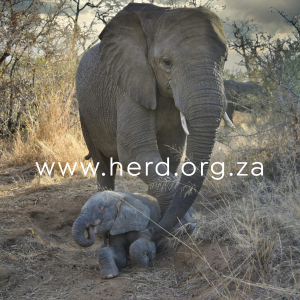 Khanyisa and Limpopo (Digital)