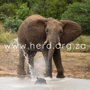 Fishan Portrait (Digital)