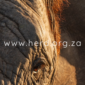 Klaserie Portrait (Digital)