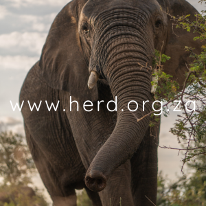 Kumbura Portrait (Digital)