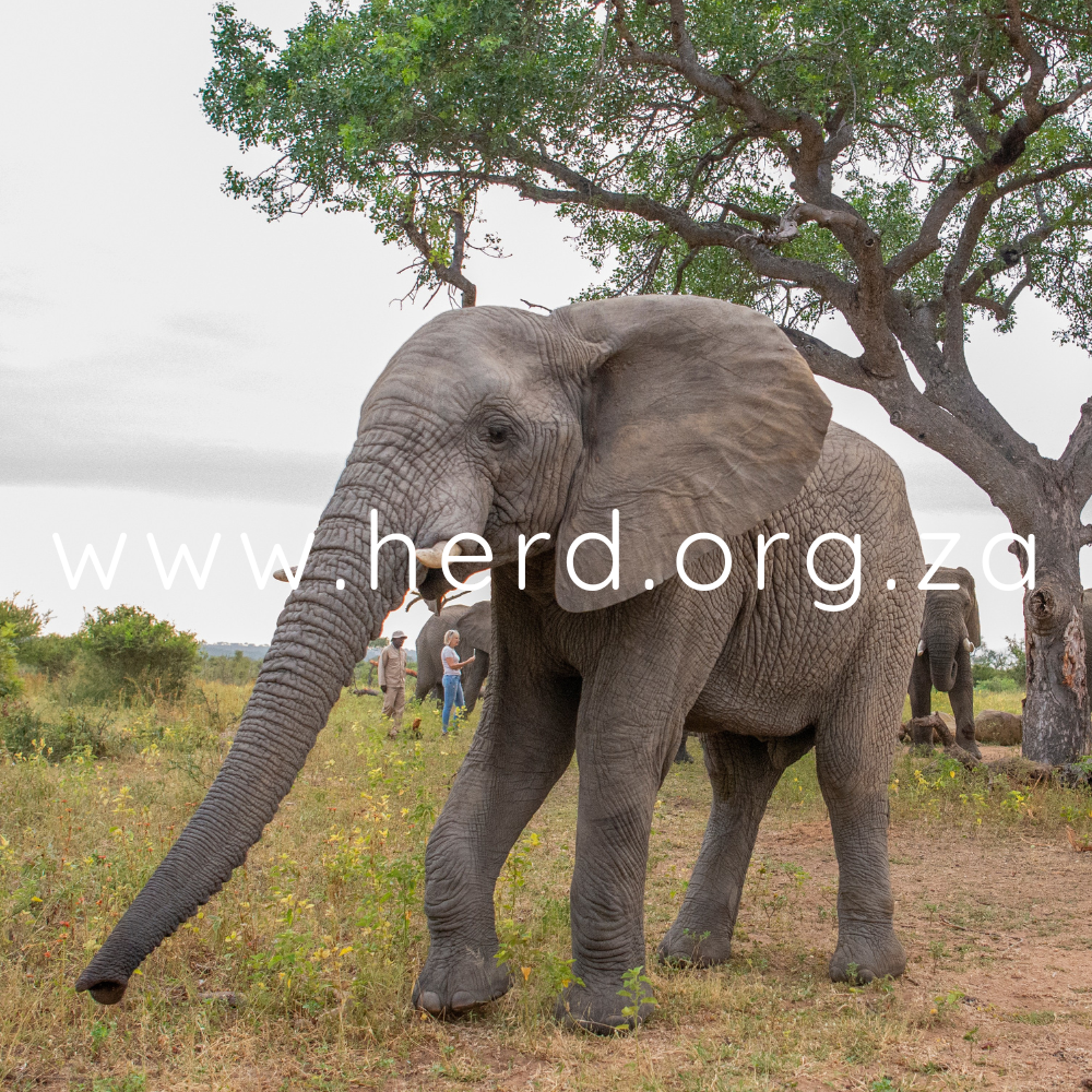 Mambo Portrait (Digital