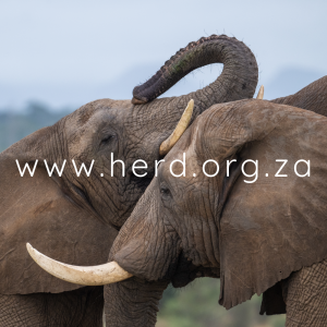 Setombe & Sebakwe (Digital)