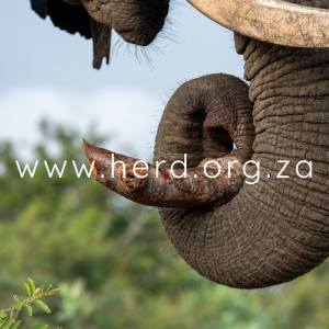 Somopane Trunk (Digital)