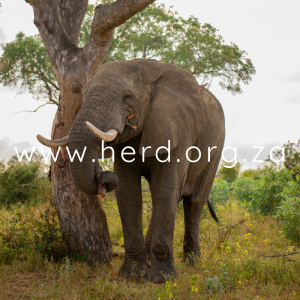 Somopane Portrait (Digital)