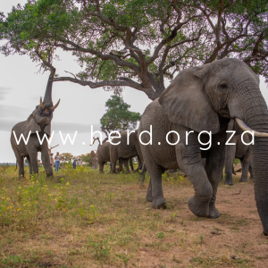 Tokwe (Fishan background) (Digital)